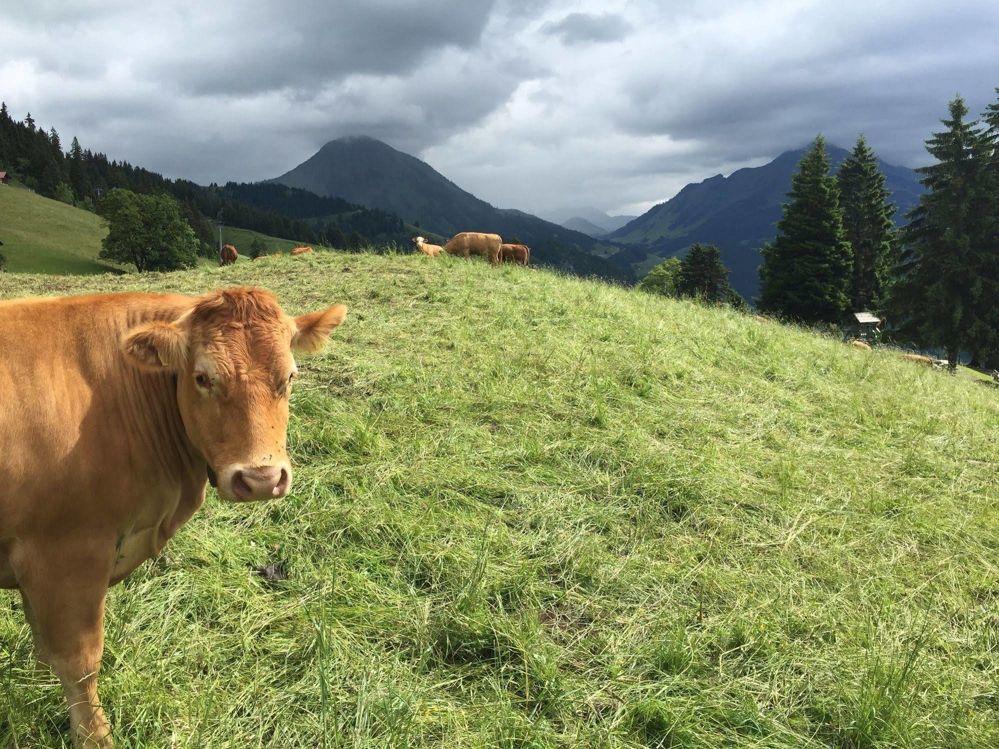 Leysin Lodge ภายนอก รูปภาพ